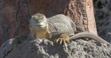 Dinlenme ve güneşlenme alarak Iguana görünümünü