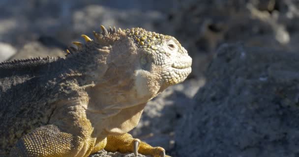 Vista Iguana Descansando Tomando Banho Sol — Vídeo de Stock