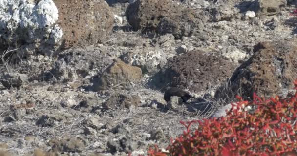 Blick Auf Galapagos Tauben Die Sich Boden Ernähren — Stockvideo