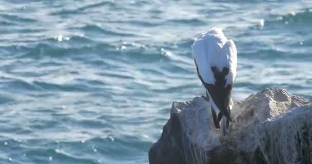 Weergave Van Nazca Booby Zittend Een Rots Buurt Van Water — Stockvideo