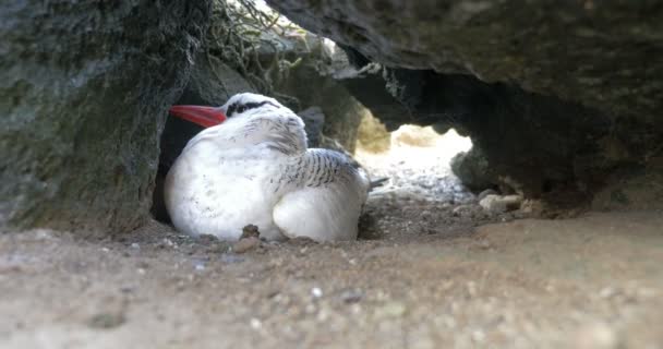 Tropicbird Rosso Fatturato Che Riposa Sotto Roccia — Video Stock