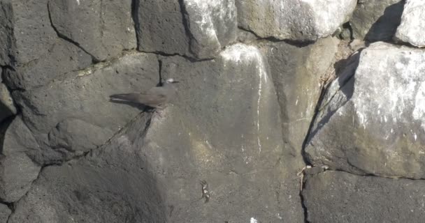 クロアジサシ岩壁の上に座ってのビュー — ストック動画