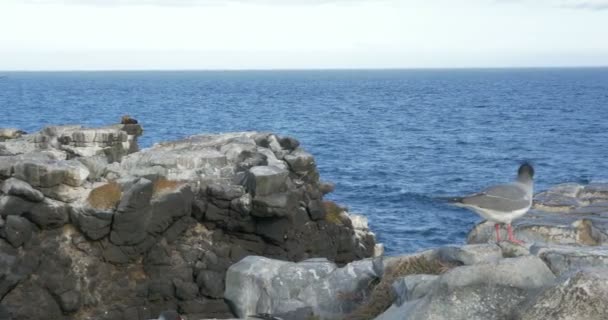 Vista Panorámica Las Islas Galápagos Bajo Cielo Azul — Vídeos de Stock