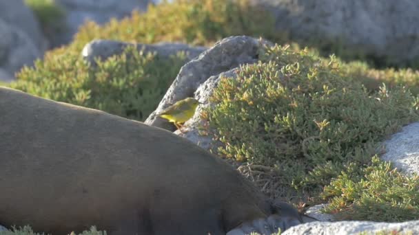 Gelbgrasmücke Steht Auf Galapagos Seelöwe Rücken — Stockvideo