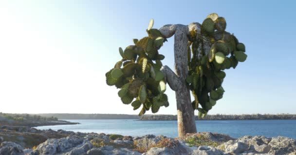 Vista Del Espinoso Cactus Pera Bajo Cielo Azul — Vídeo de stock