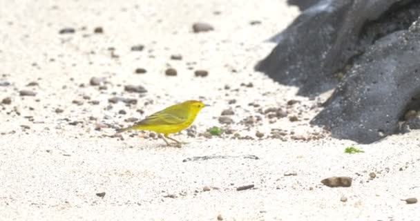 Amarelo Warbler Andando Praia Areia — Vídeo de Stock