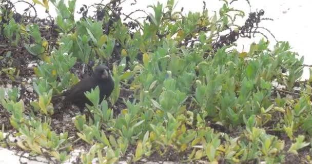 ダーウィン フィンチ鳥ビーチに緑の植物を食べる — ストック動画