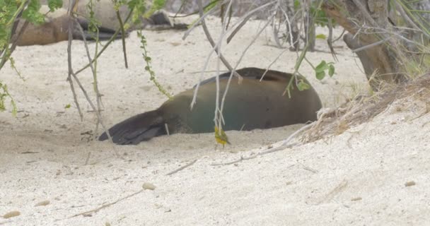 キイロアメリカムシクイ ビーチを歩いて海のライオンの近く — ストック動画