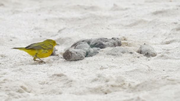 Curruca Amarilla Caminando Playa Arena — Vídeos de Stock