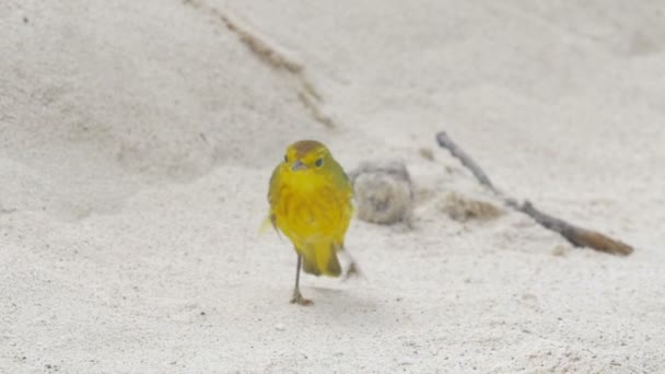 Gele Zanger Lopen Zandstrand — Stockvideo