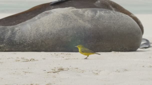 Κίτρινο Ωδικό Πτηνό Περπάτημα Κοντά Γκαλαπάγκος Θαλάσσια Λιοντάρια — Αρχείο Βίντεο