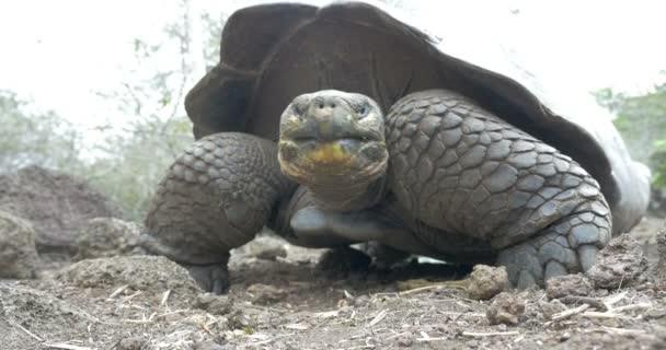 Sluit Weergave Reusachtige Galapagos Schildpad — Stockvideo