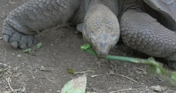 Галапагосская Гигантская Черепаха Ест Зеленые Листья — стоковое видео