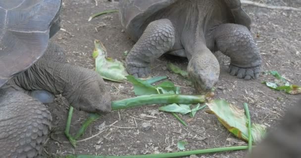 Galapagos Reuze Schildpadden Eten Groene Bladeren — Stockvideo