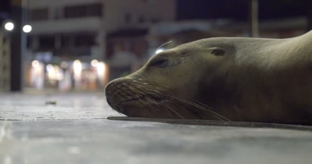 Galapagos Sea Lion Sleeping City Streets — Stock Video