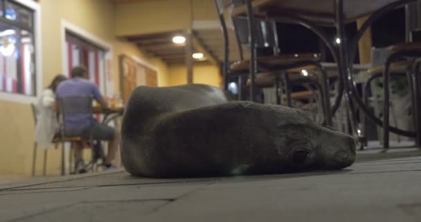 Galapagos Leone Marino Sdraiato Nel Ristorante — Video Stock