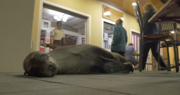 Galapagos Morze Lion Leżącego Restauracji — Wideo stockowe