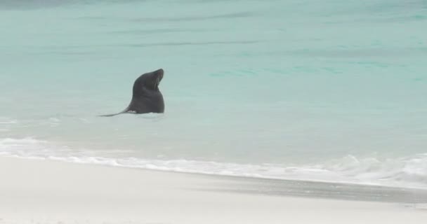 Galapagos Seelöwe Ruht Wasser — Stockvideo