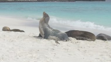Galapagos deniz aslanı kumsalda dinlenme