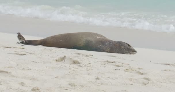 Spottvogel Läuft Galapagos Seelöwe Hinterher — Stockvideo