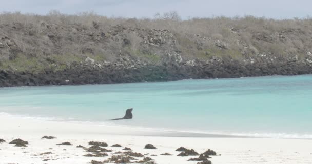 Lion Mer Des Galapagos Reposant Dans Eau — Video