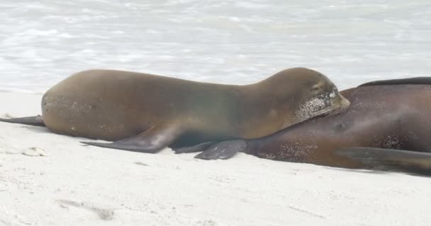 Lion Mer Des Galapagos Reposant Sur Une Plage Sable Fin — Video