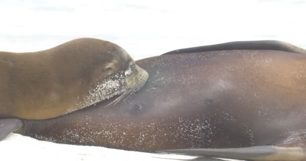 León Marino Galápagos Descansando Playa Arena — Vídeo de stock