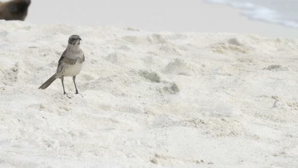 Uccello Beffardo Piedi Sulla Spiaggia Sabbia — Video Stock