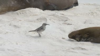 Galapagos deniz aslanları yakın çalışan bülbülü