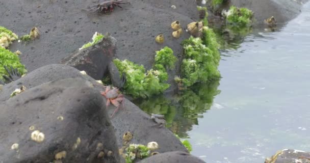 海水中岩石上的海洋鬣蜥观 — 图库视频影像