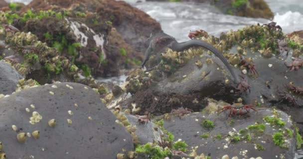 Veduta Dell Iguana Marina Sulla Roccia Acqua — Video Stock