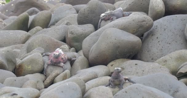 Vista Iguanas Marinhas Descansando Sobre Rochas — Vídeo de Stock
