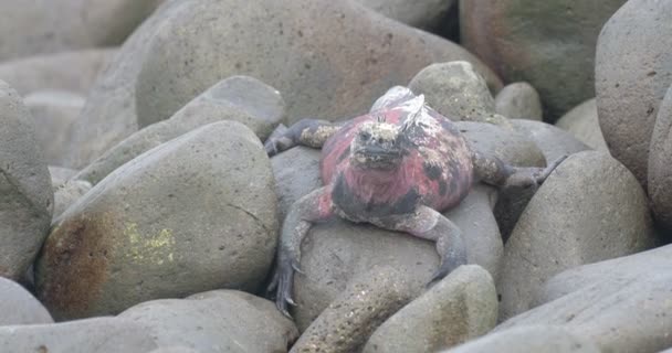 Weergave Van Marine Iguana Rustend Rotsen — Stockvideo