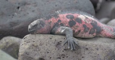 Deniz Iguana kayaların üzerinde dinlenme görünümünü