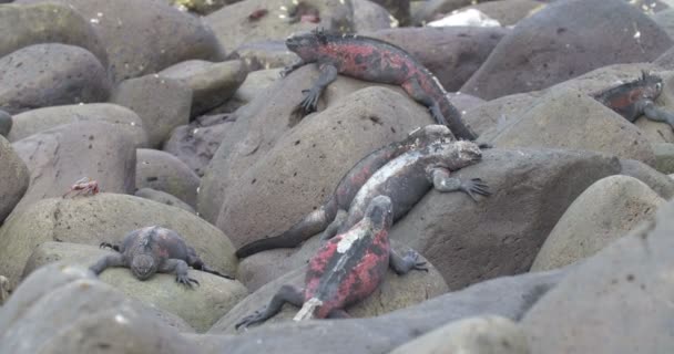 Vue Des Iguanes Marins Reposant Sur Des Rochers — Video