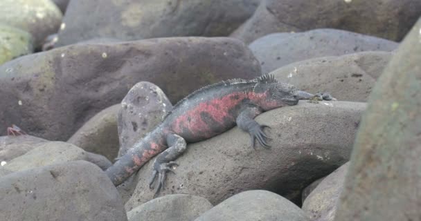 Vista Iguana Marina Descansando Sobre Rocas — Vídeos de Stock