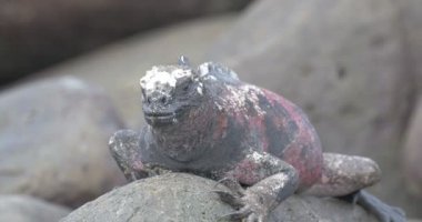 Deniz Iguana kayaların üzerinde dinlenme görünümünü