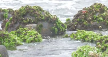attler kuş kayalık sahil yakınında su besleme