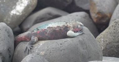 Deniz Iguana kayaların üzerinde dinlenme görünümünü