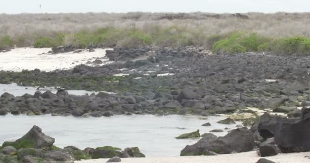 Sjölejon Stenig Strand Espanola — Stockvideo