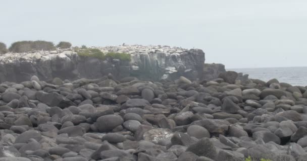 Vista Colonia Nazca Booby Isla Española — Vídeos de Stock