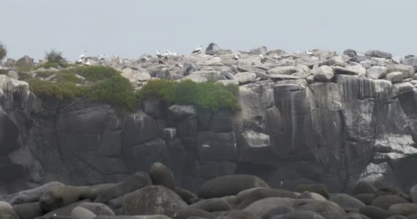 Vista Colonia Nazca Booby Isla Española — Vídeo de stock