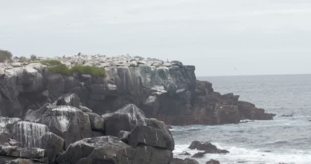 Weergave Van Nazca Booby Kolonie Espanola Eiland — Stockvideo