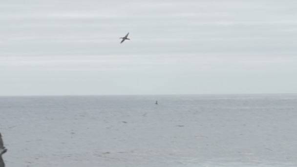 Vacker Utsikt Över Flyger Rödnäbbad Tropicbirds Över Grå Havet — Stockvideo