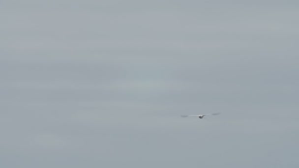 Repülő Red Billed Tropicbirds Szürke Tengerre Festői Kilátást — Stock videók