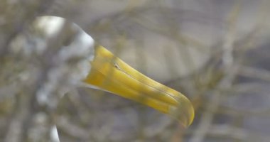 Nazca bubi Espanola Island buzlu oturan