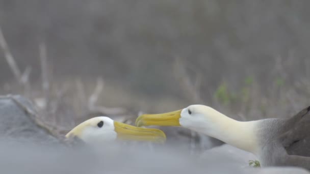 Vista Albatros Sentados Nido Piedra — Vídeos de Stock