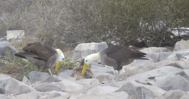 石巣に座っているアホウドリのビュー — ストック動画