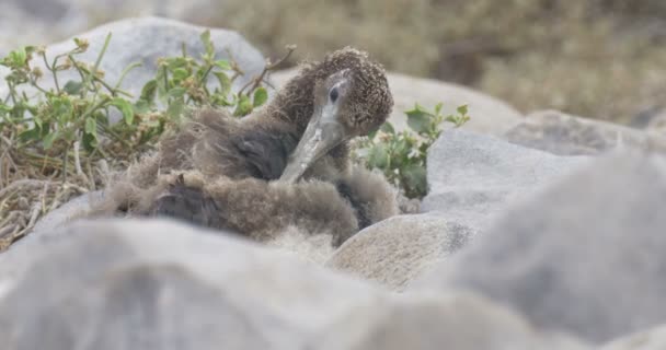 Weergave Van Albatross Kuiken Het Nest Zitten — Stockvideo