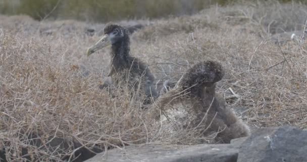 Weergave Van Albatross Kuikens Zitten Nest — Stockvideo